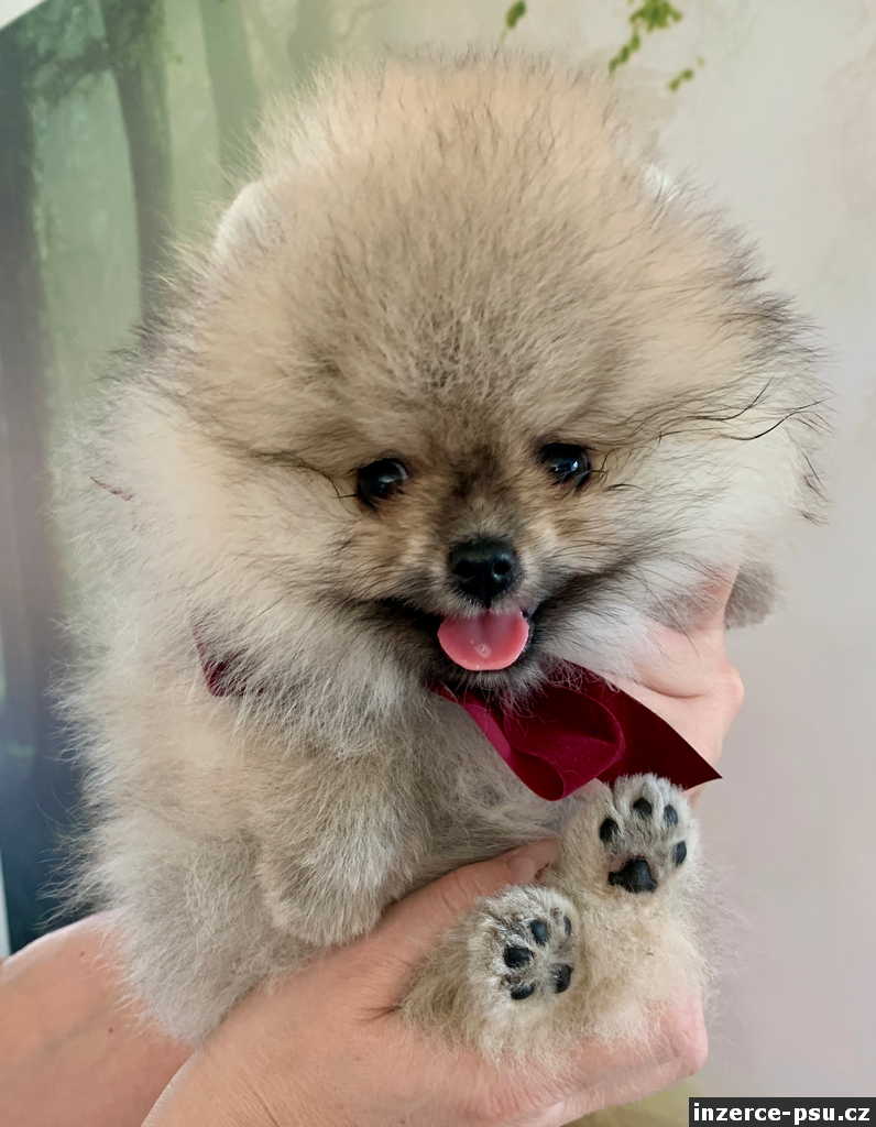 Pomeranian - mini kluk