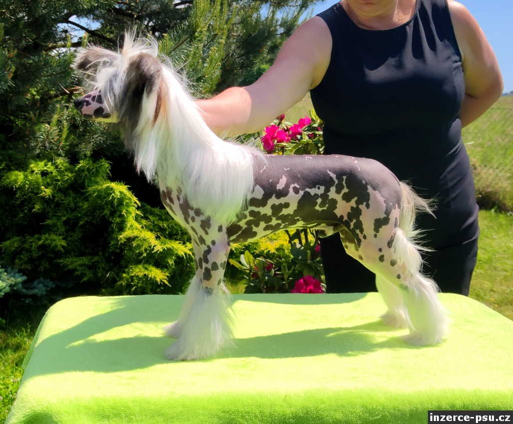 Čínský chocholatý pes, štěně s PP