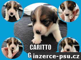 Jack Russell Terier s PP 