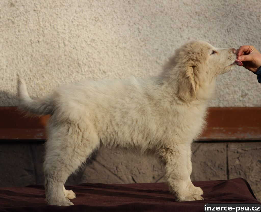 Pyrenejský horský pes s PP