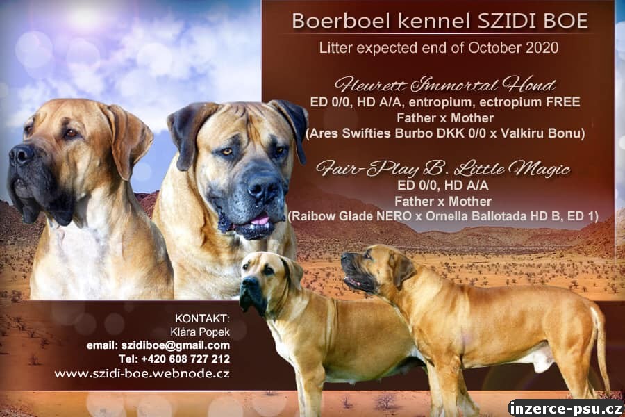 Prodám štěňata Boerboela (Búrský buldok)