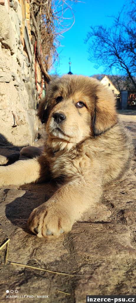 tibetská doga - štěňata