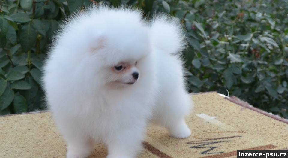 Německý špic, Pomeranian malý bílý