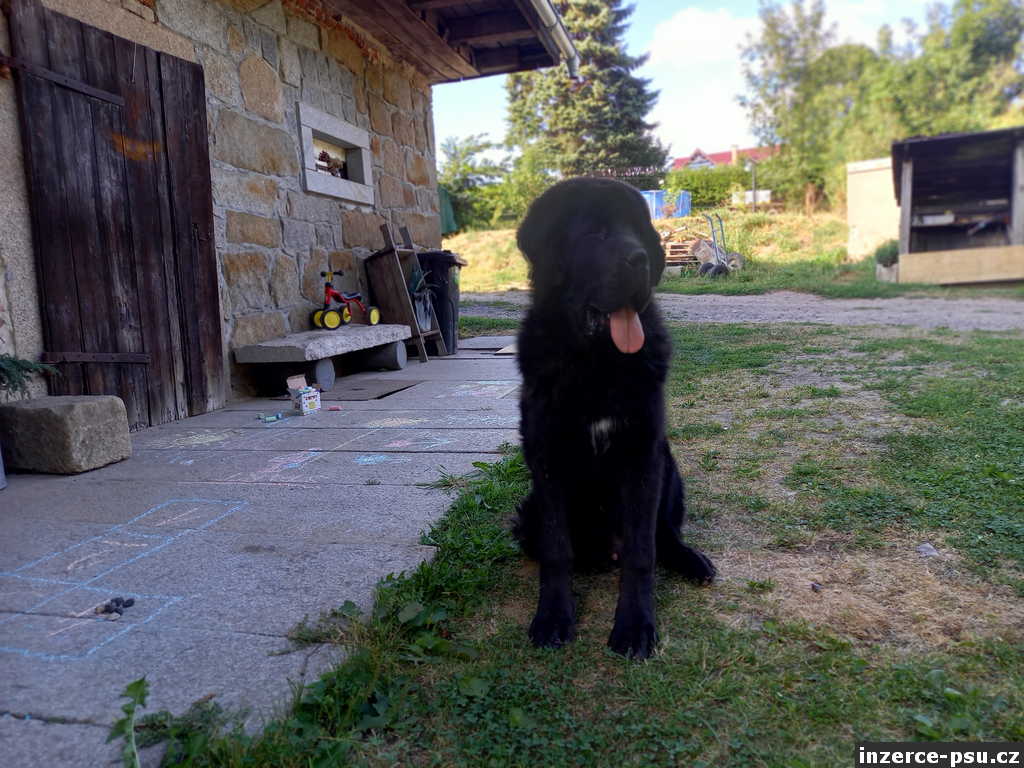 Tibetská doga štěně 9 měsíců, pes k prodeji