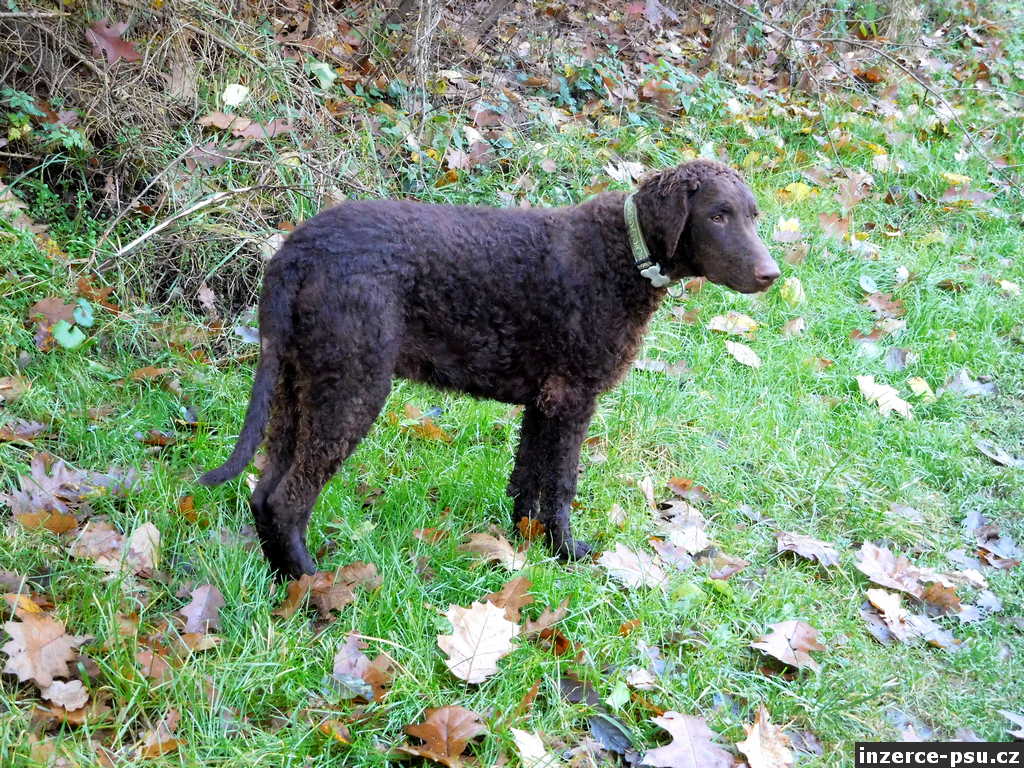 Curly coated retriever - štěně s průkazem původu