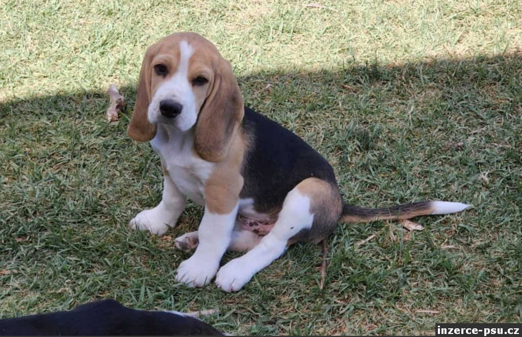 Beagle (Bígl)