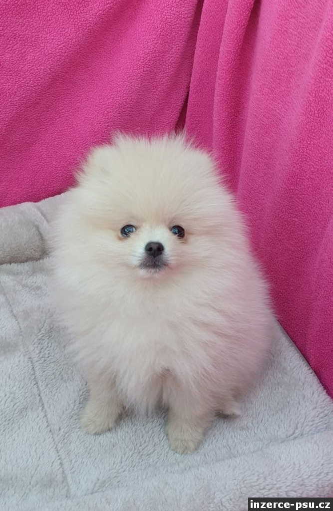 holčička Pomeranian
